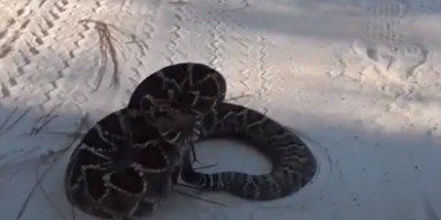New Orleans snake